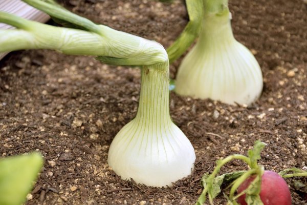 Krab5 cc для профессионалов